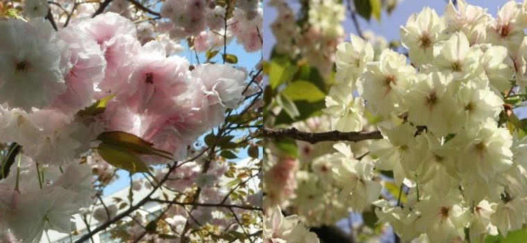 日本語中級: 花といえば桜